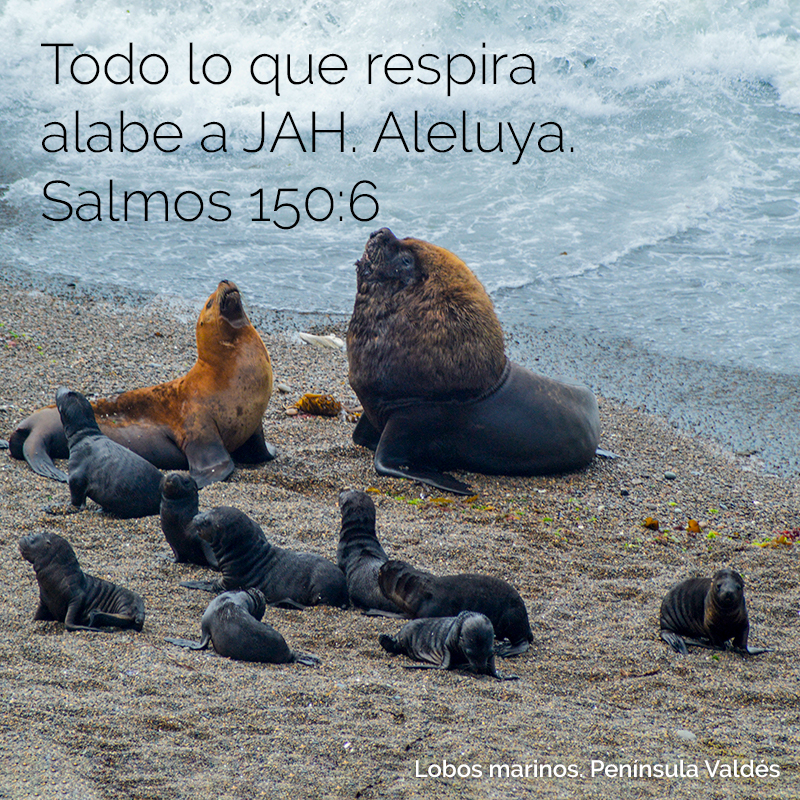 Todo lo que respira alabe a JAH.
Aleluya. 
Salmos 150:6

Foto: Lobos marinos bramando, Península Valdés