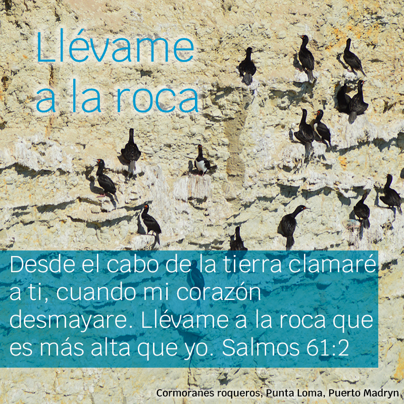 Desde el cabo de la tierra clamaré a ti, cuando mi corazón desmayare.
Llévame a la roca que es más alta que yo. Salmos 61:2
Foto: Cormoranes roqueros, Punta Loma, Puerto Madryn