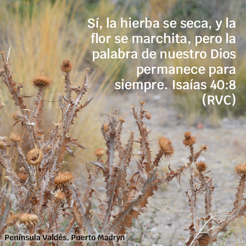Sí, la hierba se seca, y la flor se marchita, pero la palabra de nuestro Dios permanece para siempre. Isaías 40:8 (RVC)

Foto:<div class=