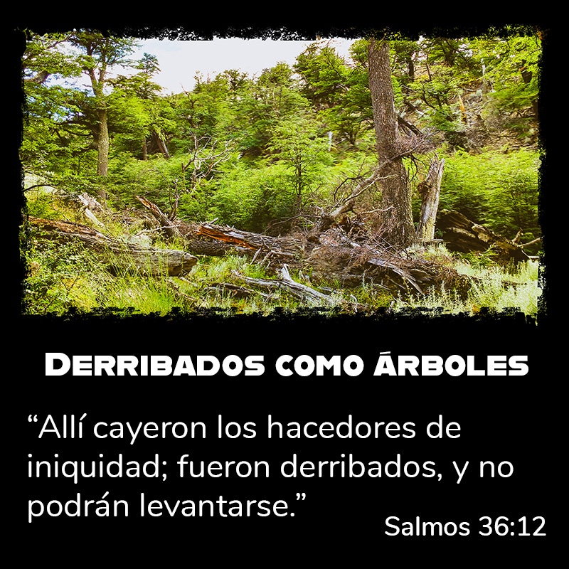 Derribados como árboles “Allí cayeron los hacedores de iniquidad; fueron derribados, y no podrán levantarse.” Salmos 36:12