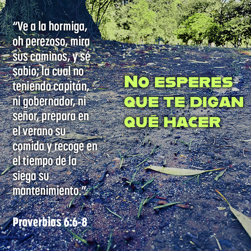 No esperes que te digan qué hacer
“Ve a la hormiga, oh perezoso, mira sus caminos, y sé sabio; la cual no teniendo capitán, ni gobernador, ni señor, prepara en el verano su comida y recoge en el tiempo de la siega su mantenimiento.”
Proverbios 6:6-8