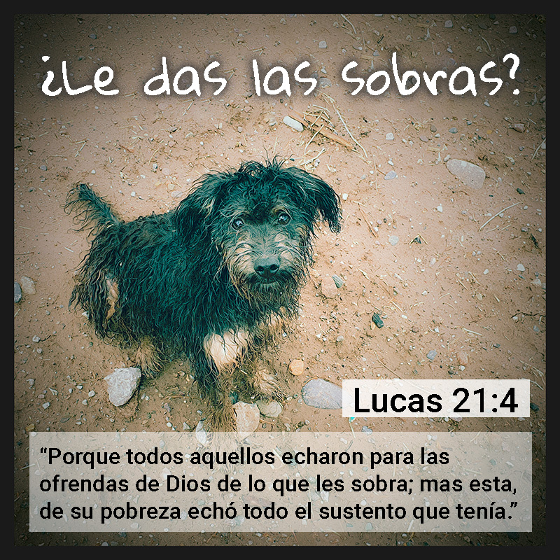 ¿Le das las sobras? [Foto: perro callejero] Lucas 21:4 “Porque todos aquellos echaron para las ofrendas de Dios de lo que les sobra; mas esta, de su pobreza echó todo el sustento que tenía.”