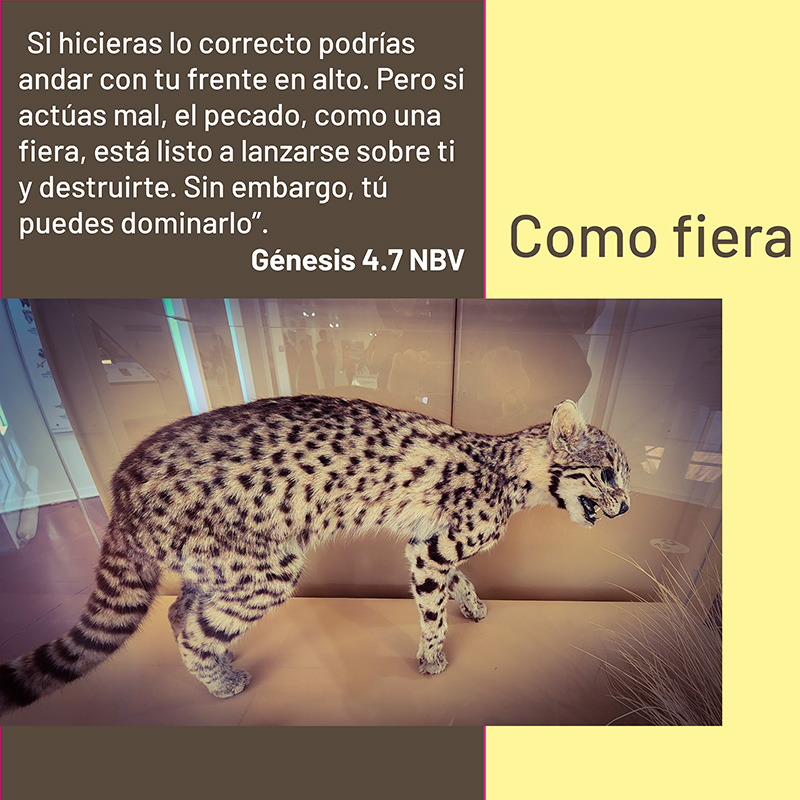 “Si hicieras lo correcto podrías andar con tu frente en alto. Pero si actúas mal, el pecado, como una fiera, está listo a lanzarse sobre ti y destruirte. Sin embargo, tú puedes dominarlo”. Génesis 4.7 NBV