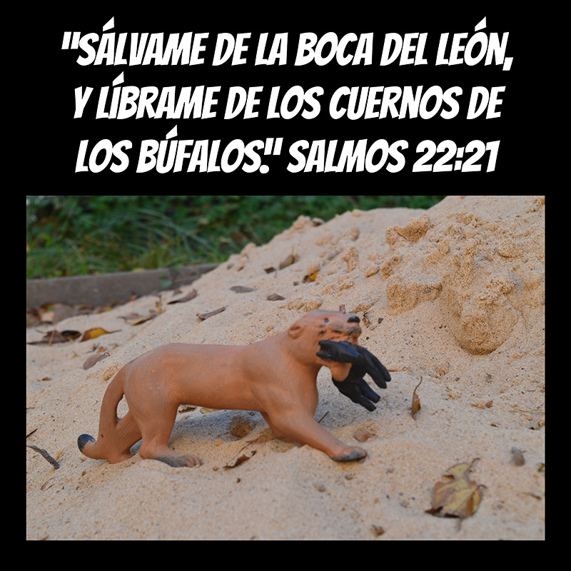 “Sálvame de la boca del león, Y líbrame de los cuernos de los búfalos.” Salmos 22:21