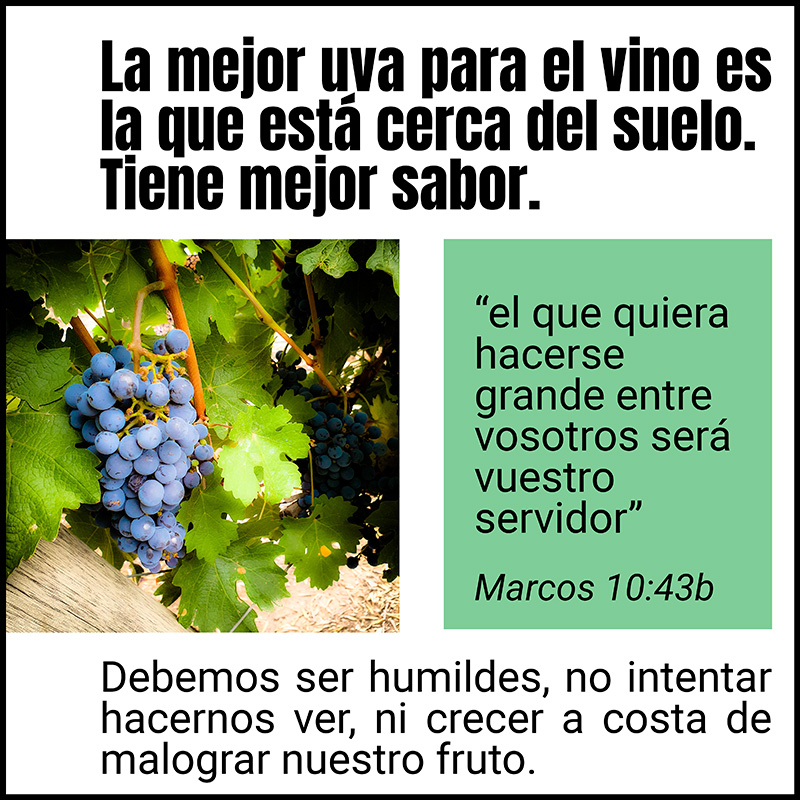 La mejor uva para el vino es la que está cerca del suelo. Tiene mejor sabor. “el que quiera hacerse grande entre vosotros será vuestro servidor” Marcos 10:43b Debemos ser humildes, no intentar hacernos ver, ni crecer a costa de malograr nuestro fruto.