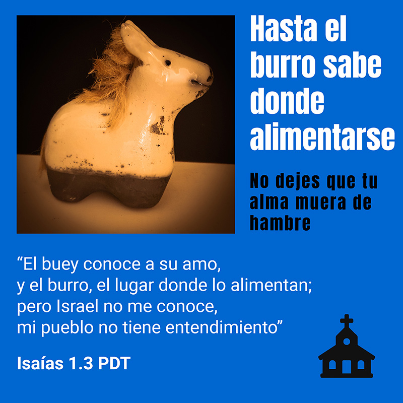 Hasta el burro sabe donde alimentarse

No dejes que tu alma muera de hambre

“El buey conoce a su amo,
y el burro, el lugar donde lo alimentan;
pero Israel no me conoce,
mi pueblo no tiene entendimiento”
Isaías 1.3 PDT