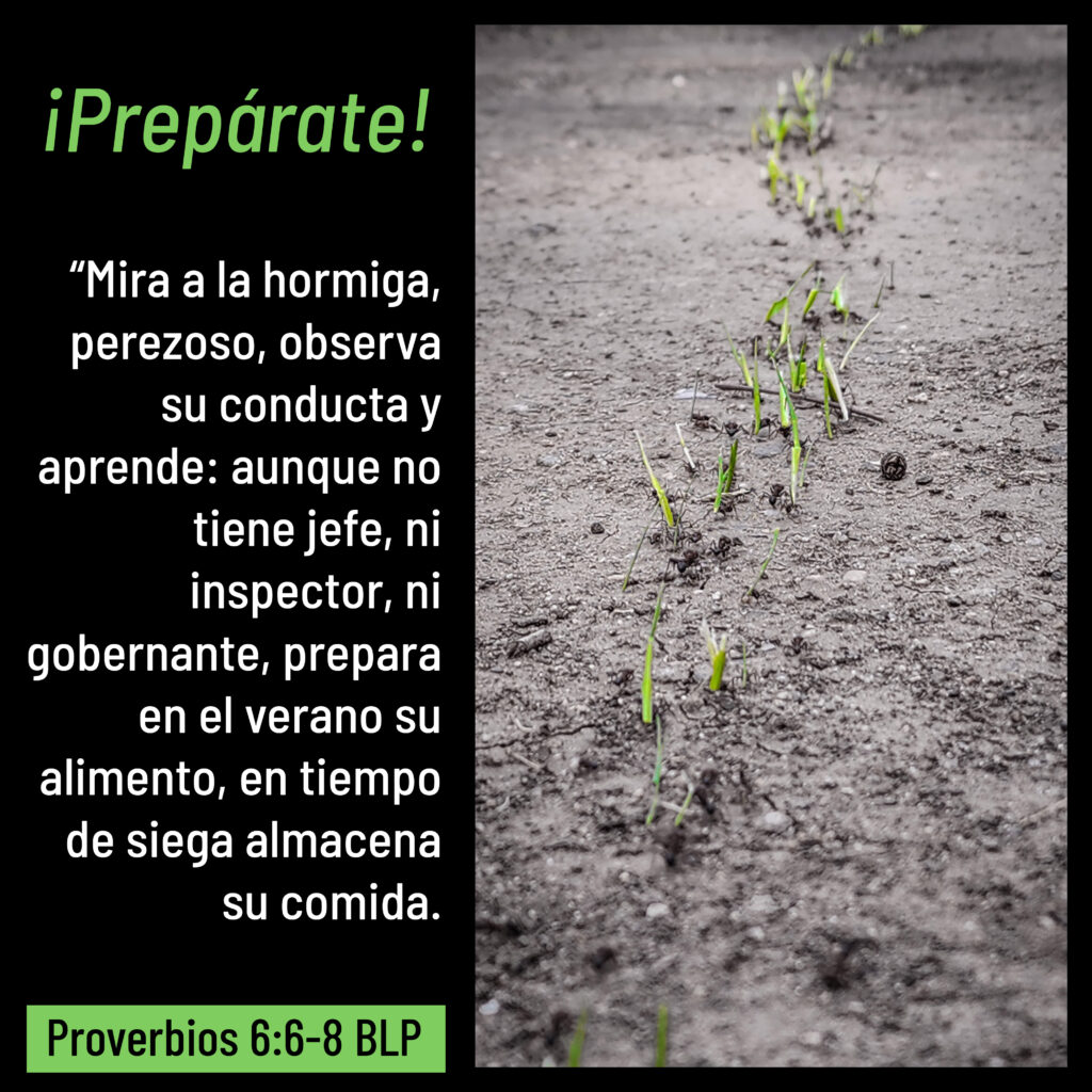 ¡Prepárate! "Mira a la hormiga, perezoso, observa su conducta y aprende: aunque no tiene jefe, ni inspector, ni gobernante, prepara en el verano su alimento, en tiempo de siega almacena su comida." Proverbios 6:6-8 BLP