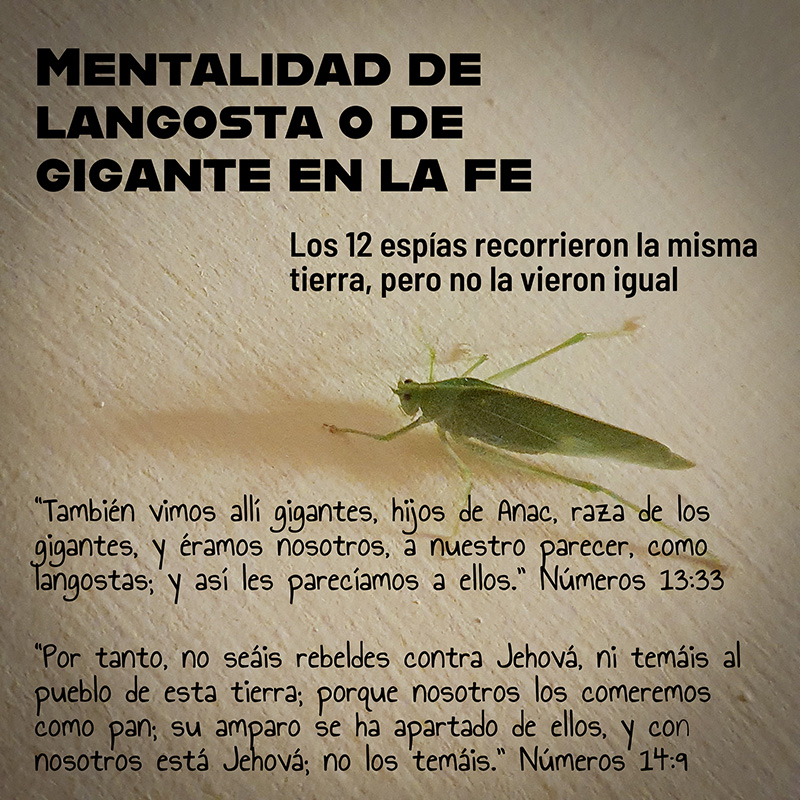 Mentalidad de langosta o de gigante en la fe

Los 12 espías recorrieron la misma tierra, pero no la vieron igual

“También vimos allí gigantes, hijos de Anac, raza de los gigantes, y éramos nosotros, a nuestro parecer, como langostas; y así les parecíamos a ellos.” Números 13:33
“Por tanto, no seáis rebeldes contra Jehová, ni temáis al pueblo de esta tierra; porque nosotros los comeremos como pan; su amparo se ha apartado de ellos, y con nosotros está Jehová; no los temáis.” Números 14:9