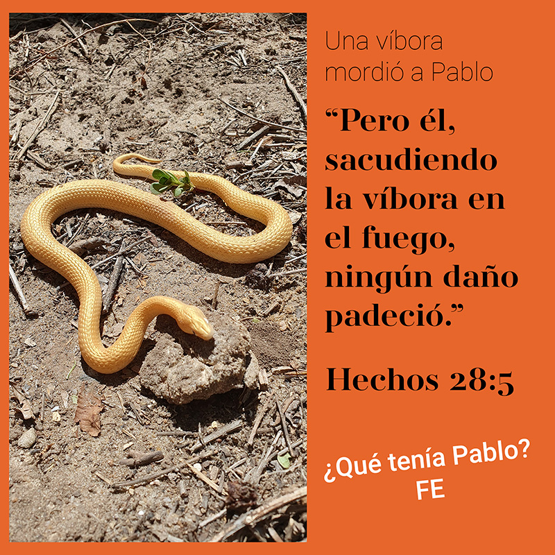 Una víbora mordió a Pablo “Pero él, sacudiendo la víbora en el fuego, ningún daño padeció.” Hechos 28:5 ¿Qué tenía Pablo? FE