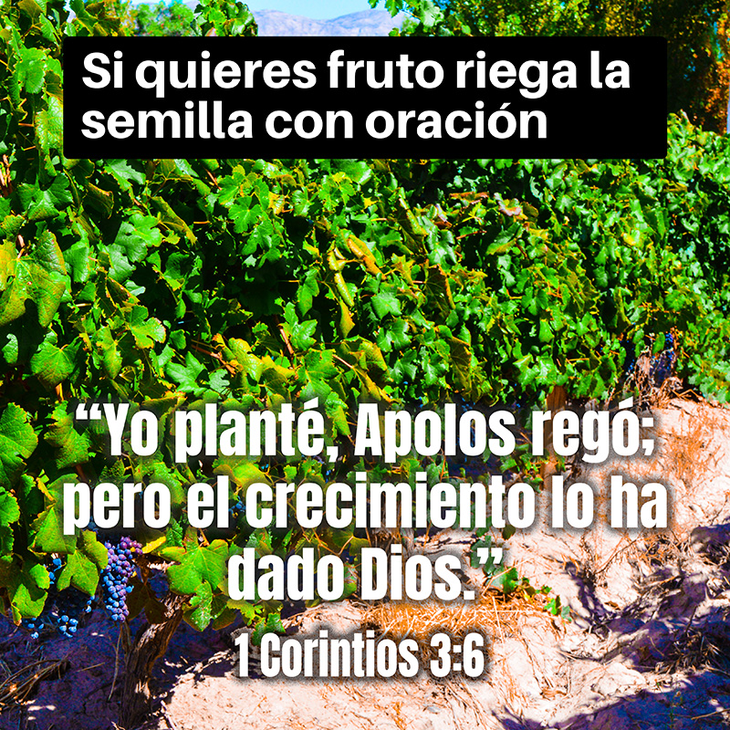 Si quieres fruto riega la semilla con oración

“Yo planté, Apolos regó; pero el crecimiento lo ha dado Dios.”
1 Corintios 3:6