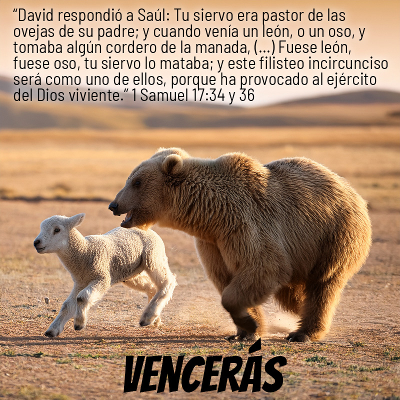 David respondió a Saúl: Tu siervo era pastor de las ovejas de su padre; y cuando venía un león, o un oso, y tomaba algún cordero de la manada, (...) Fuese león, fuese oso, tu siervo lo mataba; y este filisteo incircunciso será como uno de ellos, porque ha provocado al ejército del Dios viviente.” 1 Samuel 17:34 y 36