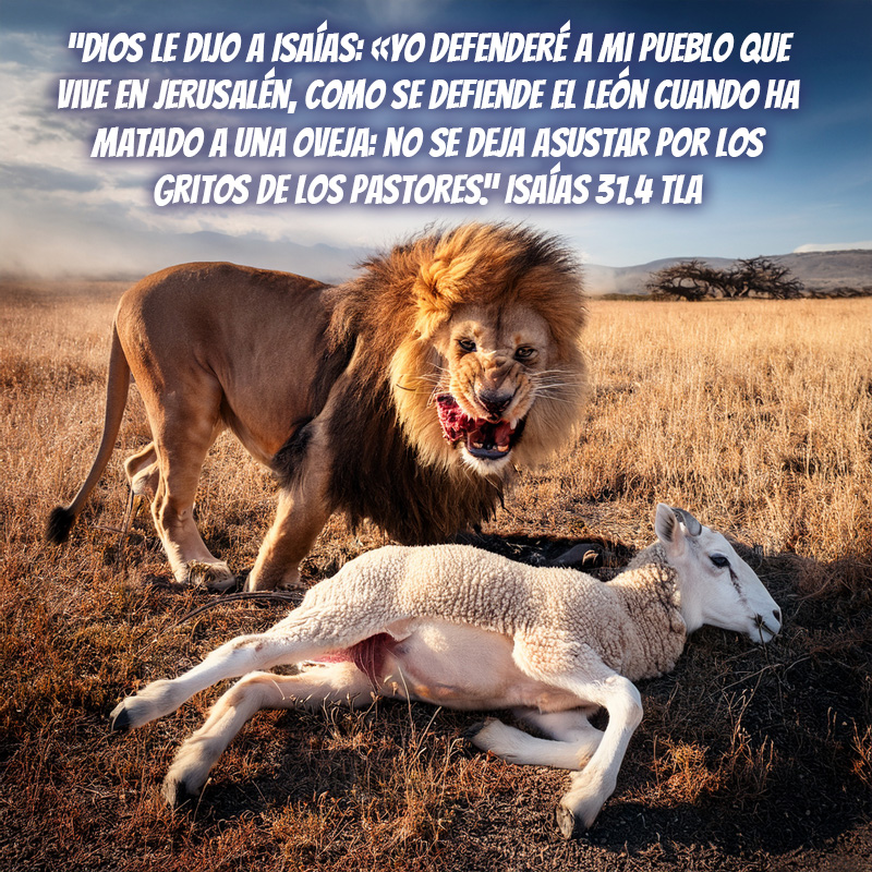 “Dios le dijo a Isaías: «Yo defenderé a mi pueblo que vive en Jerusalén, como se defiende el león cuando ha matado a una oveja: no se deja asustar por los gritos de los pastores.” Isaías 31.4 TLA