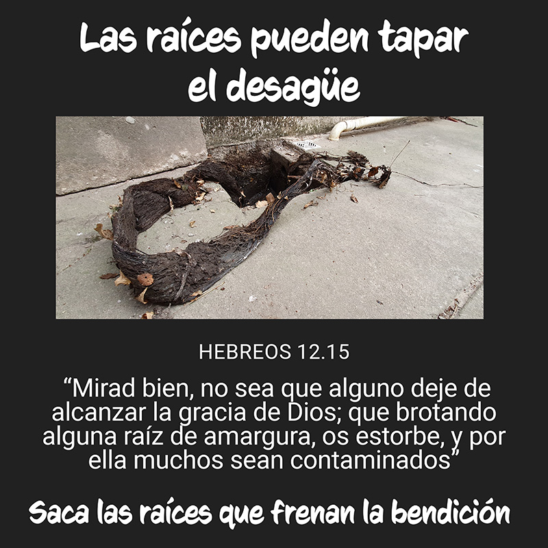 Las raíces pueden tapar el desagüe “Mirad bien, no sea que alguno deje de alcanzar la gracia de Dios; que brotando alguna raíz de amargura, os estorbe, y por ella muchos sean contaminados” Hebreos 12.15 Saca las raíces que frenan la bendición