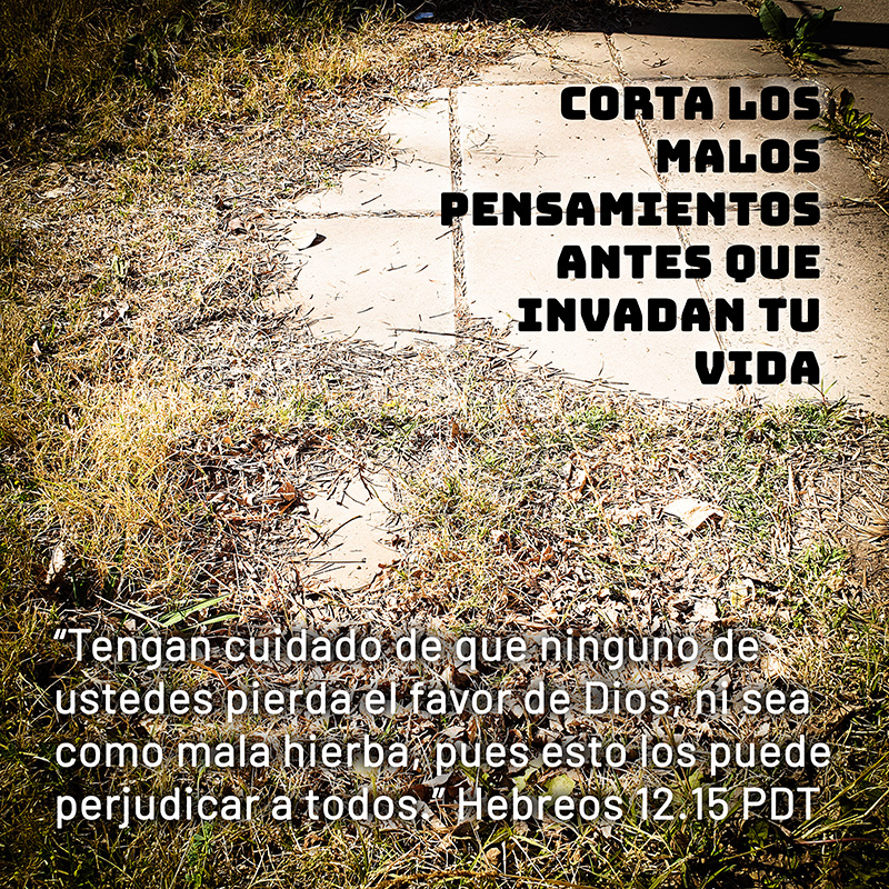 Corta los malos pensamientos antes que invadan tu vida
“Tengan cuidado de que ninguno de ustedes pierda el favor de Dios, ni sea como mala hierba, pues esto los puede perjudicar a todos.” Hebreos 12.15 PDT