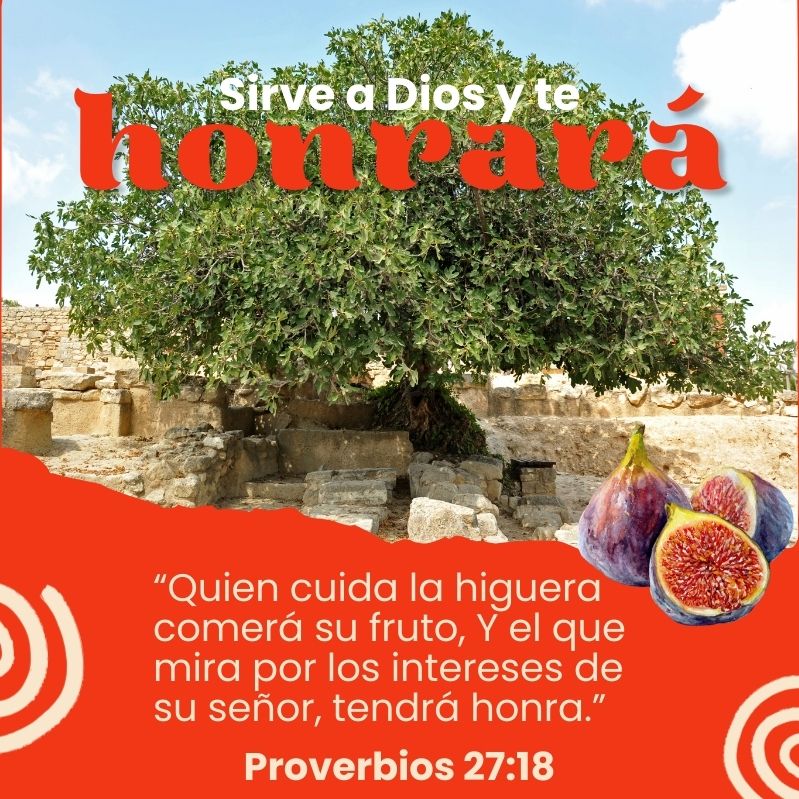 “Quien cuida la higuera comerá su fruto, Y el que mira por los intereses de su señor, tendrá honra.” Proverbios 27:18